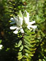 Westringia Fruticosa (en Corse) (02) (Photo F. Mrugala)